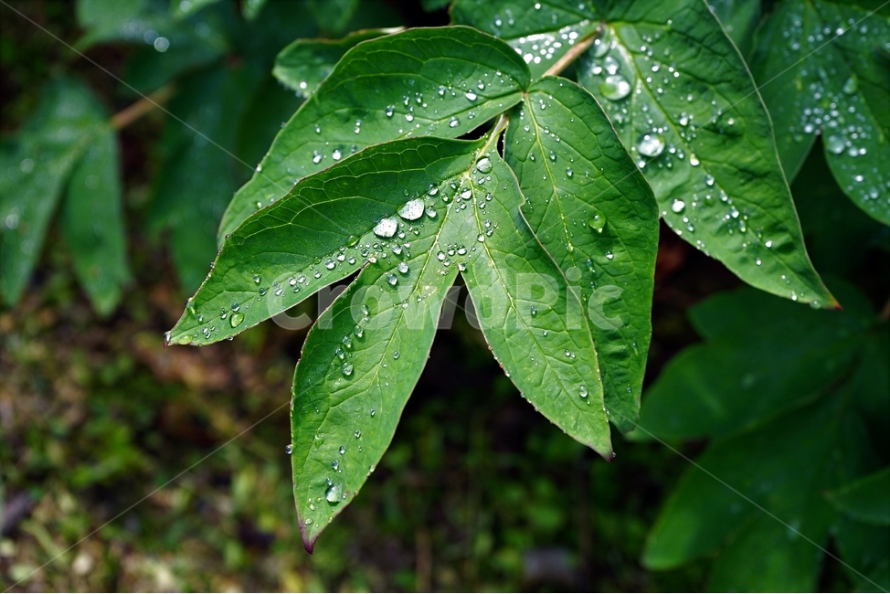 물방울,자연,식물,싱그러움,잎,접사,식물,자연,plants,nature