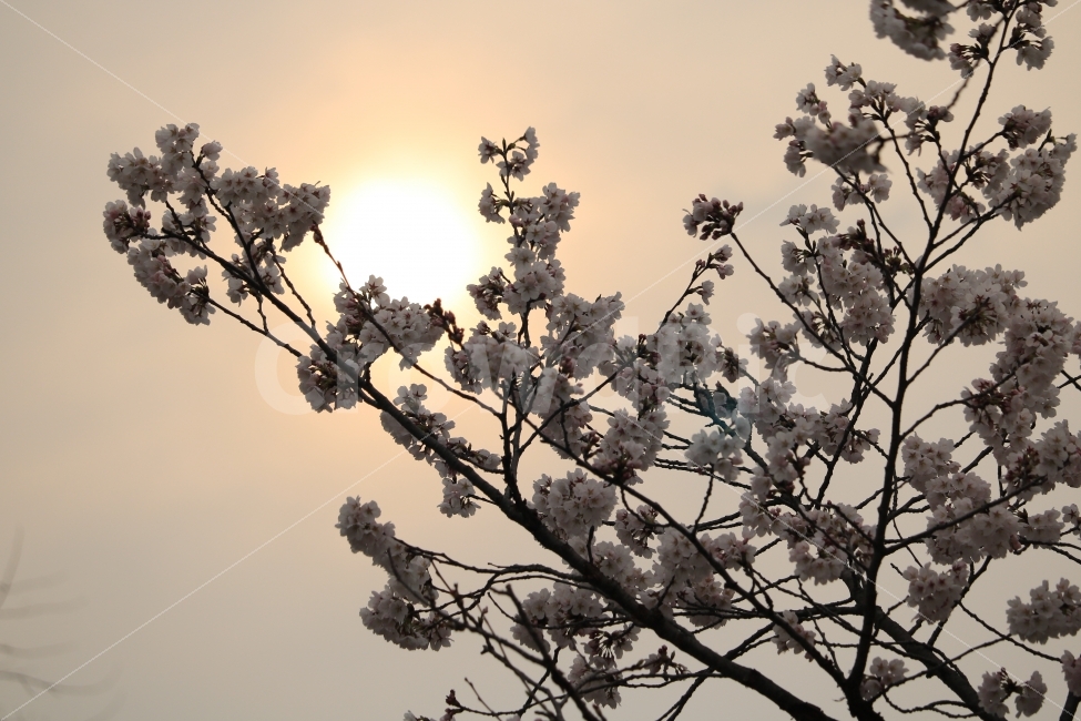 대전,카이스트,벛꽃,감성,햇빛,꽃,봄,봄,계절,spring,season,식물,자연,plants,nature,꽃,flower,plant