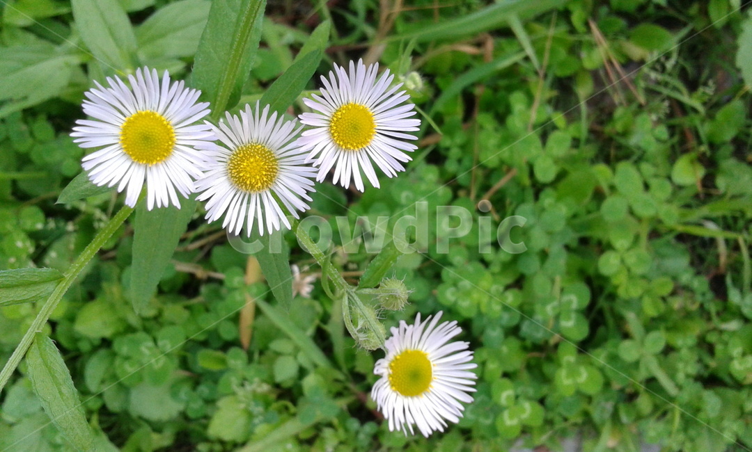 plant,식물,daisy,데이지,flower,꽃,식물,자연,plants,nature
