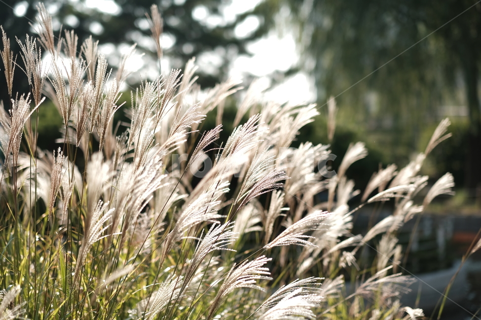 가을,갈대,풍경,식물,수풀,가을,계절,fall,autumn,season,grass,잔디,plant