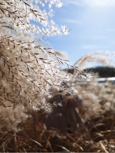 제주도,갈대,새별오름,식물,가을,갈대밭,plant