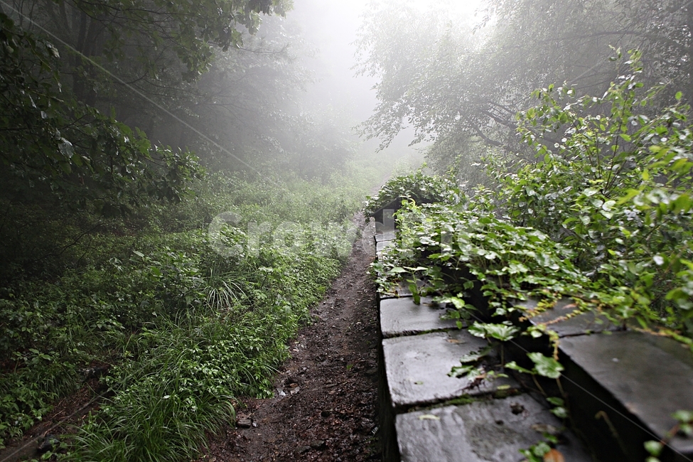 남한산성,성,성곽,둘레길,길,숲,숲길,안개,돌담,담
