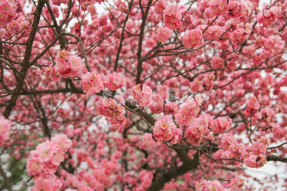 홍매화,꽃,봄,매화,매화나무,매화꽃,풍경,자연,감성사진,봄,계절,spring,season,식물,자연,plants,nature,꽃,flower,감성,sensible,feeling,plant,blossom