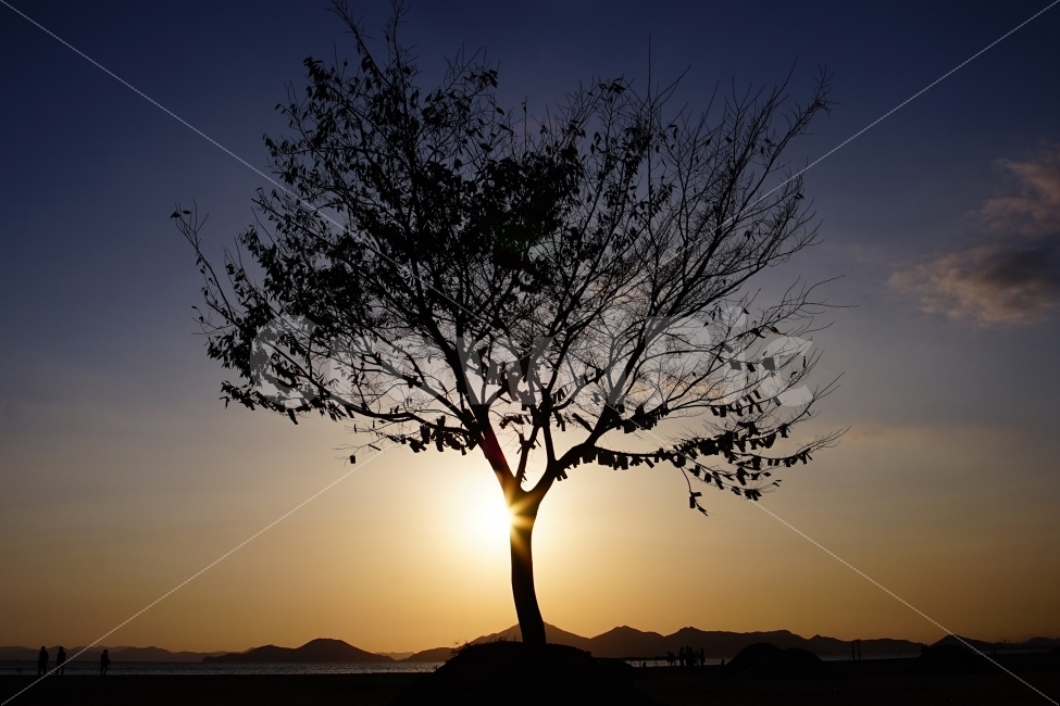 나무,실루엣,그림자,배경화면,노을,가을,감성,식물,분위기,tree,autumn,fall,plant,sunset,emotion,silhouette,sea,shadow,자연,풍경,nature,landscape,식물,plants,나무,trees,wood,실루엣,그림자,silhouette,shadow
