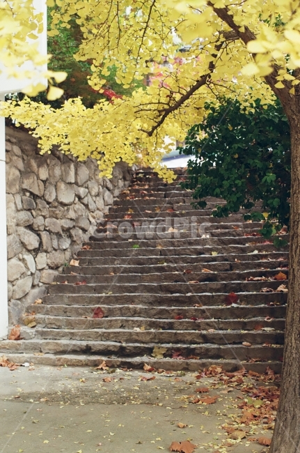 단풍,은행나무,교정,서울대학교,계단,가을교정,나뭇잎,단풍잎,필름,가을,계절,fall,autumn,season