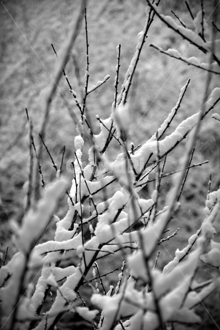 자연,얼음,눈,서리,눈꽃,nature,snow,frost,outdoors,ice,겨울,계절,winter,season