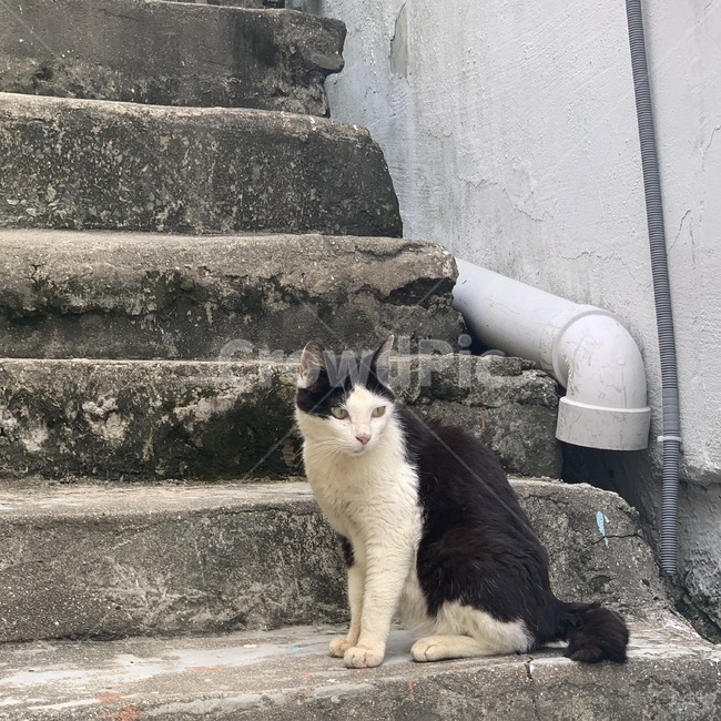 고양이,검은고양이,동물,계단,귀여운고양이,무서운고양이