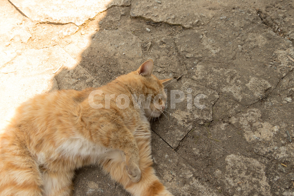시골고양이,고양이,코리아숏헤어,치즈코숏,cat,시골,반려동물,노란고양이,animalcompanion,animal,길고양이,마당고양이,동물,animal,포유류,mammal,고양이,cat,kitten,kitty