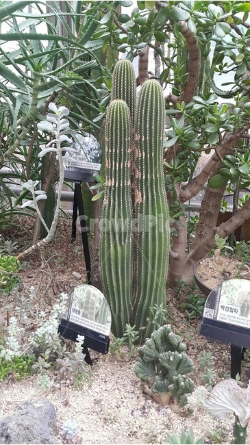 plant,식물,cactus,선인장,식물원,따뜻함,가시