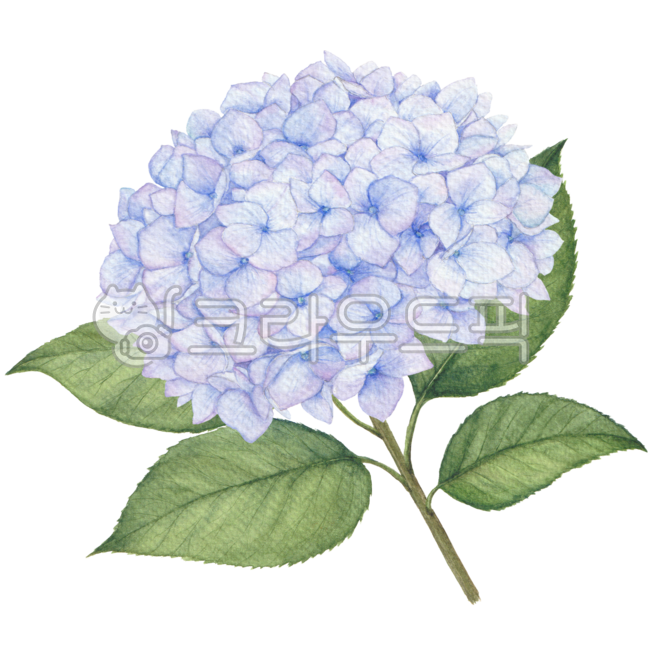 수국,수국그림,수국일러스트,수국수채화,수국꽃,수국디자인,꽃,수국손그림,꽃그림,꽃일러스트,꽃수채화,플로랄,플로랄디자인,보태니컬,수국꽃데코,수국데코레이션,수국장식,hydrangeaflower,floral,floraldesign,hydrangeaillustration,hydrangeawatercolor,flower,hydrangeadrawing,flowerwatercolor