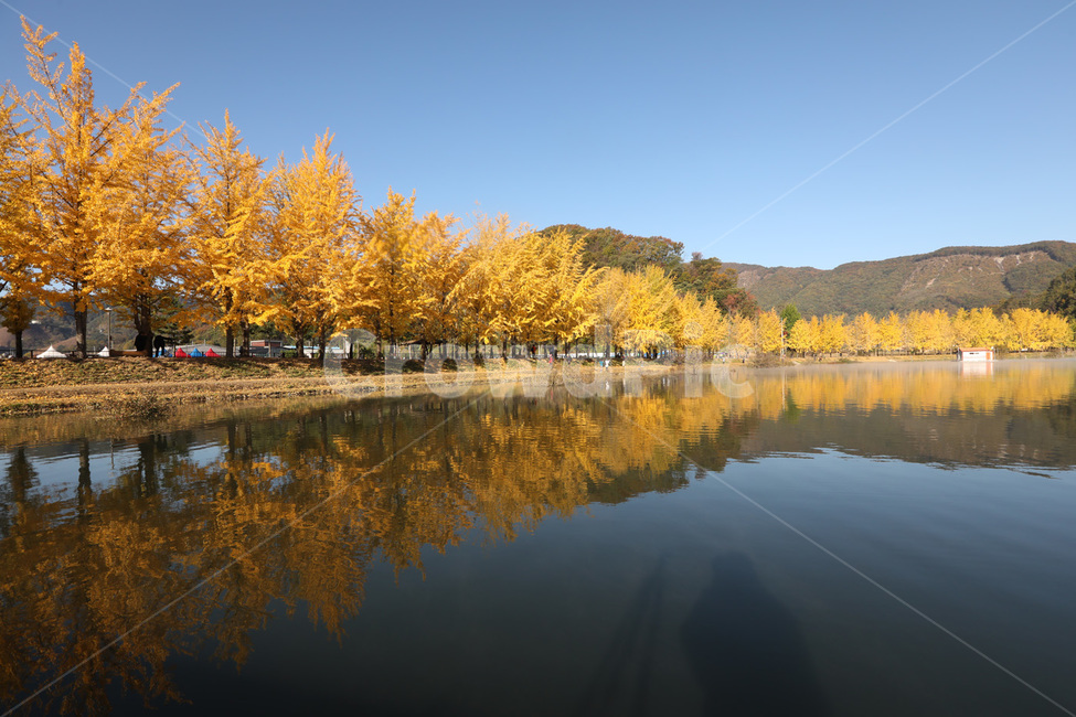 은행나무,반사,단풍,나무,물,가을,계절,fall,autumn,season,자연,풍경,nature,landscape,water,outdoors,옥외,lake,호수