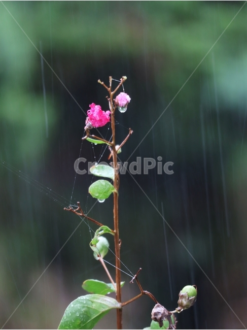 비,여름,백일홍,나무,물방을,식물,자연,plants,nature,꽃,flower,비,비오는날,rain,rainy