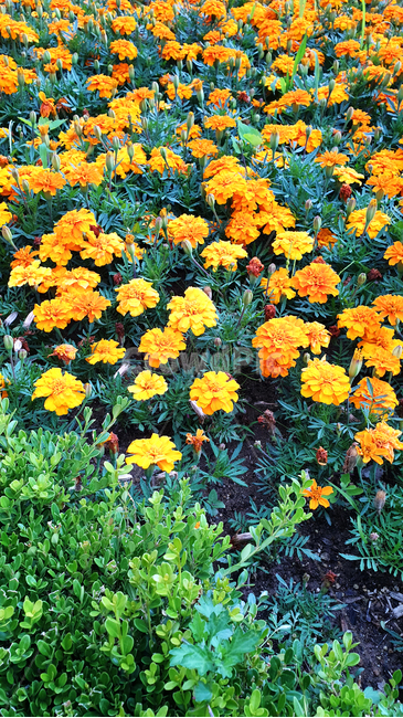 plant,식물,blossom,flower,꽃,bloom,식물,자연,plants,nature,꽃,flower