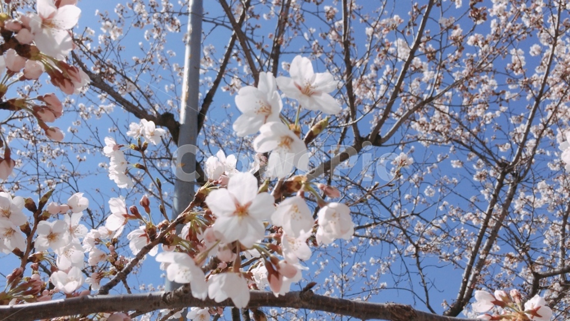 벚꽃,봄,벚꽃구경,꽃,벚꽃나무,하늘,나무,아름다운,예쁜,봄,계절,spring,season,plant,식물,blossom,cherry blossom,flower