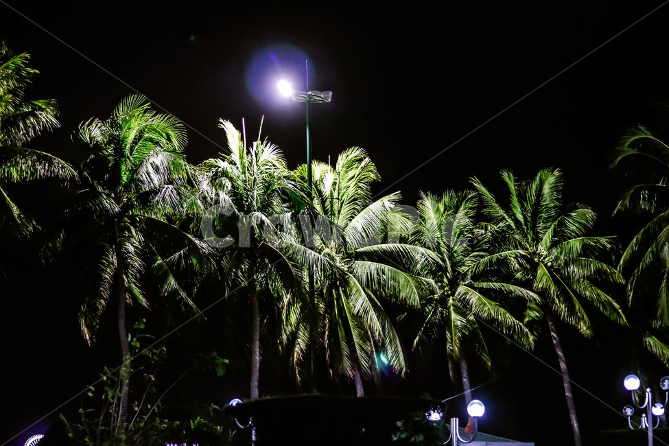 야자수,야경,palmtrees,noghtview,wind,바람,밤야자수