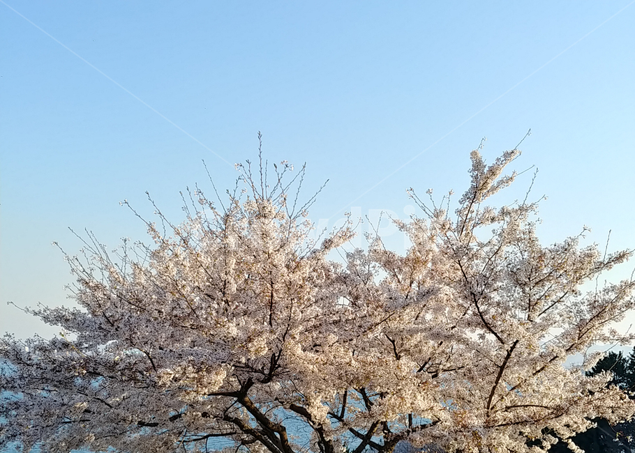 벚나무,벚꽃,벚꽃나무,봄,꽃나무