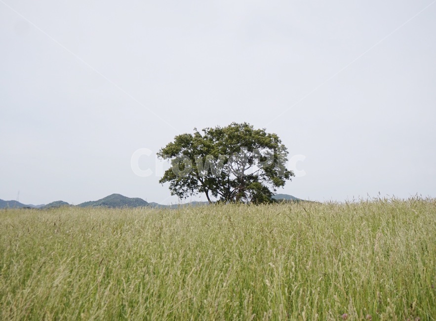나무,초원,배경,여름,풍경,풀,자연,나홀로나무,초록,자연,풍경,nature,landscape,outdoors,옥외,grassland,목초지,field,들,savanna,대초원,plant,식물,tree