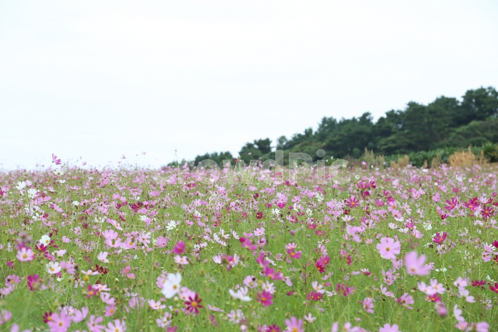 코스모스,꽃,제주도,서우봉,가을꽃,가을,감성,가을,계절,fall,autumn,season,자연,풍경,nature,landscape,식물,plants,꽃,flower,grassland,목초지,outdoors,옥외,field,들,farm,농장,rural,농촌,meadow