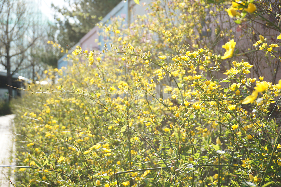 봄,개나리,꽃,햇빛,자연,노란색,봄,계절,spring,season