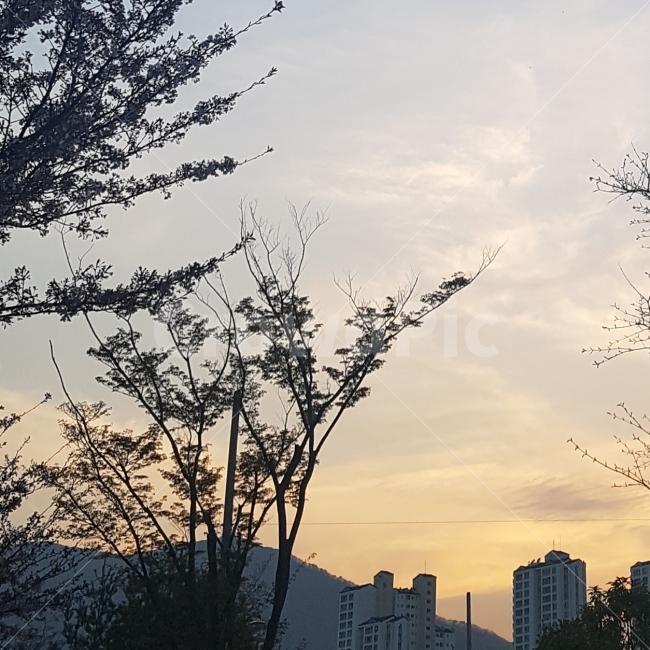 오후,하늘,해,노을,구름,나무,실루엣,아파트,컬러,색,색깔,낭만적,따뜻함,sky,sunset,afternoon,cloud,apartment,view,silhouette,color,도시,풍경,city,landscape,nature,자연,outdoors,옥외