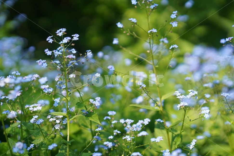 flower,꽃,자연,식물,national