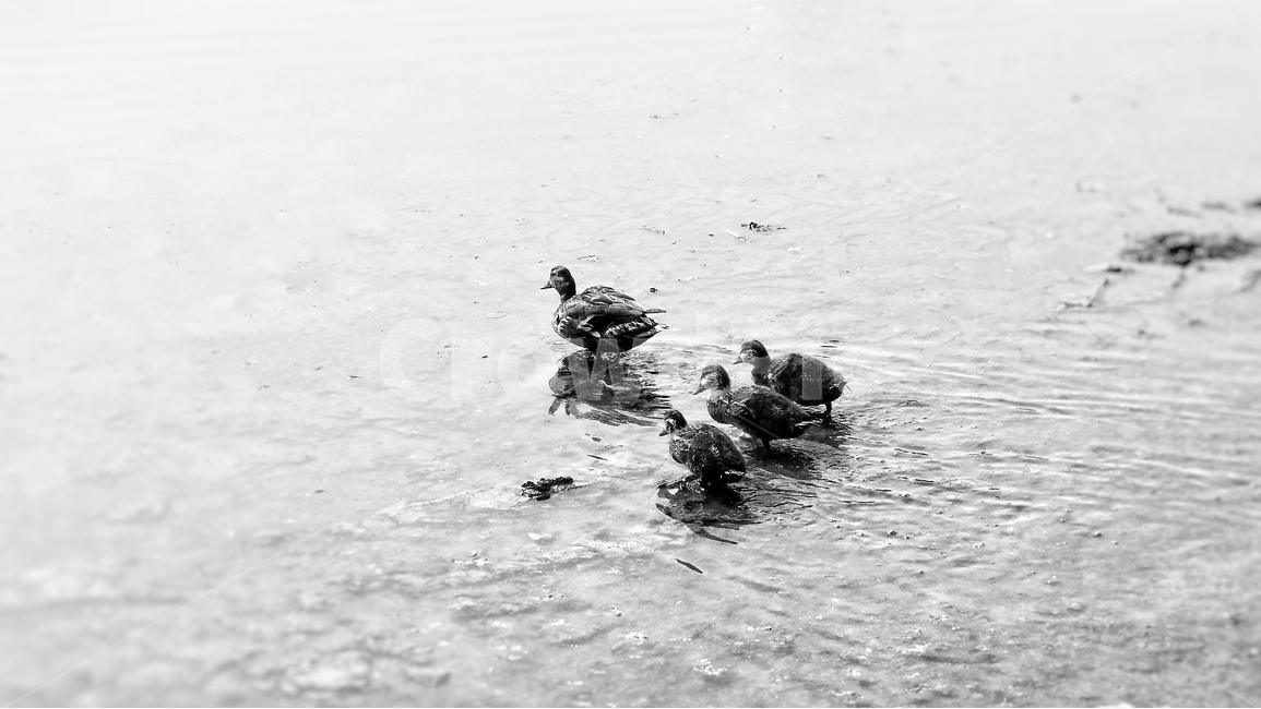 오리가족,호수,공원,자연,흑백,동물,animal,조류,새,birds,흑백,모노톤,monochrome,black and white