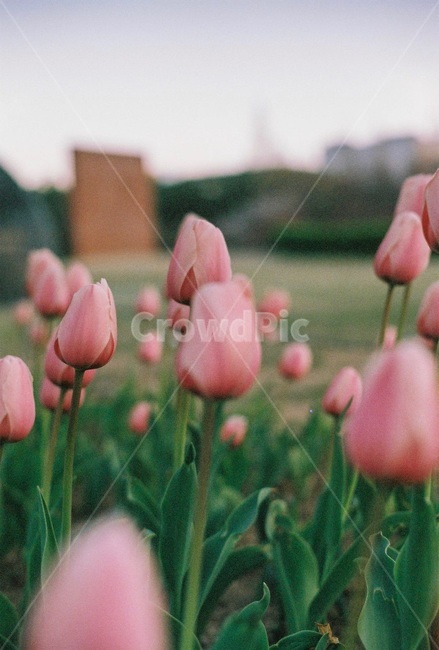 튤립,감성,필름사진,따뜻함,tulip,filmphoto,봄,spring,꽃,flower,봄,계절,spring,season,식물,자연,plants,nature,꽃,flower,plant,blossom
