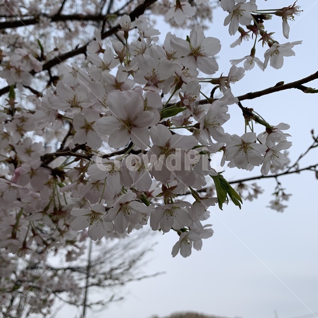 벚꽃,사쿠라,꽃,봄꽃,체리블라썸,꽃나무,벚나무,벚꽃나무,봄,스프링,sakura,cherryblossoms,꽃구경,꽃나들이,하나미,하나,flower,さくら,桜,花見,春,フラワー,계절,플라워,봄,계절,spring,season,식물,자연,plants,nature,꽃,flower,plant,blossom