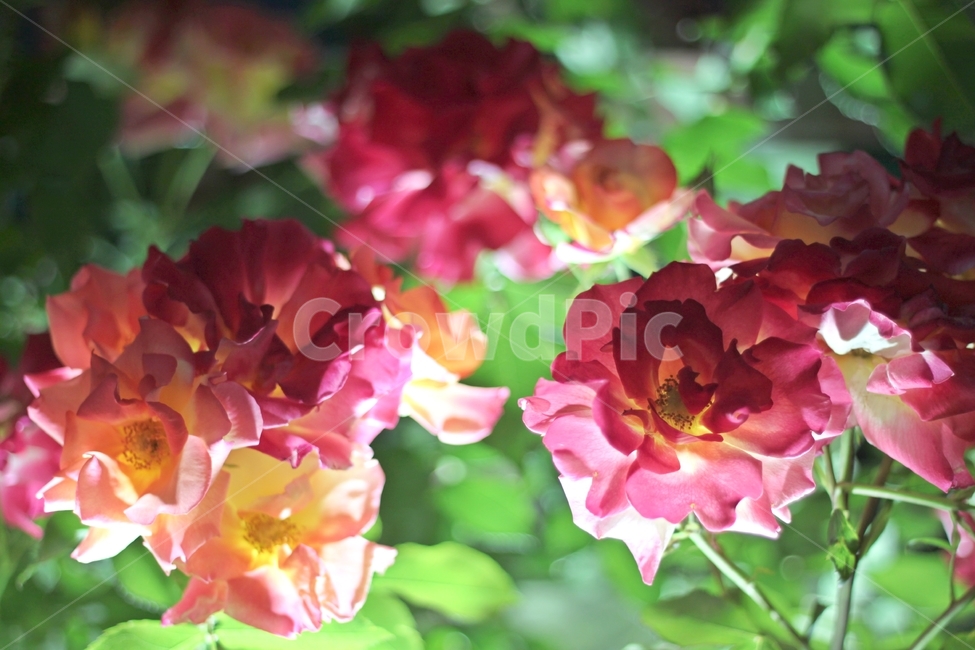 꽃,장미,봄,rose,flower,아름다움장미,오렌지장미,핑크장미,노랑장미,화려한꽃,꽃밭,정원,자연,꽃잎,녹색배경,장미덤불,로맨틱꽃,신비로운장미,환한조명,부드러운빛,꽃그림,개화,여름꽃,봄꽃,가든로즈,화사한꽃,장미정원,생기있는꽃,따뜻한색감,몽환적인분위기,향기로운꽃,햇빛속꽃,다채로운꽃,사랑의꽃,감성적인꽃사진,야외꽃밭,우아한꽃,아름다운풍경,장미꽃클로즈업,로맨틱한분위기