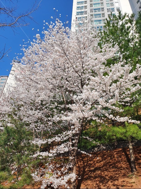 식물,plant,벚꽃,cherryblossom,꽃,flower