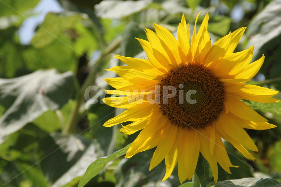 해바라기,sunflower,꽃,노란색꽃,flower,꽃밭,벌,꿀벌,꽃벌,벌꽃