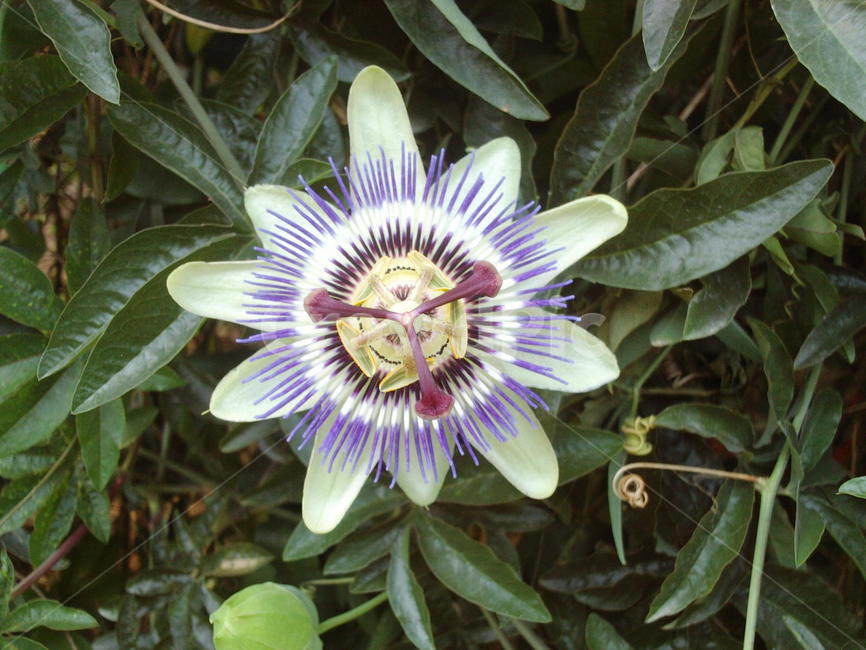 시계꽃,꽃,여름꽃,식물,화초,식물,자연,plants,nature,꽃,flower