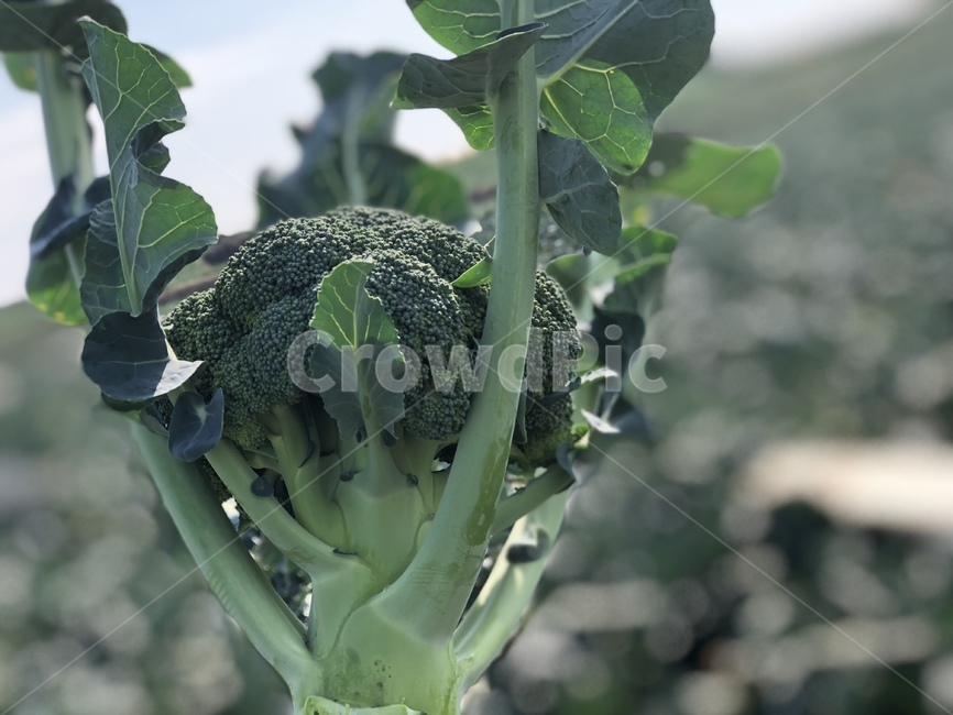 브로콜리,food,식물,야채,broccoli,채소,야채,vegetables