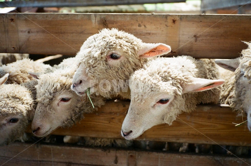 meal time,flock of sheep,pasture,sheep,Feeding