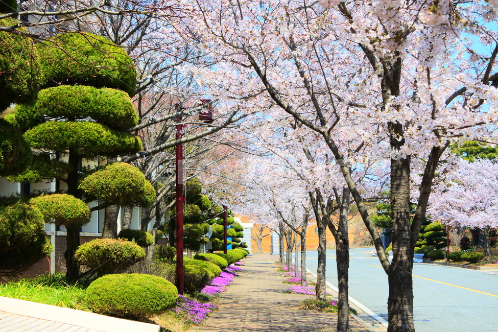 봄,꽃,벚꽃,나무,거리,봄,계절,spring,season,plant,식물