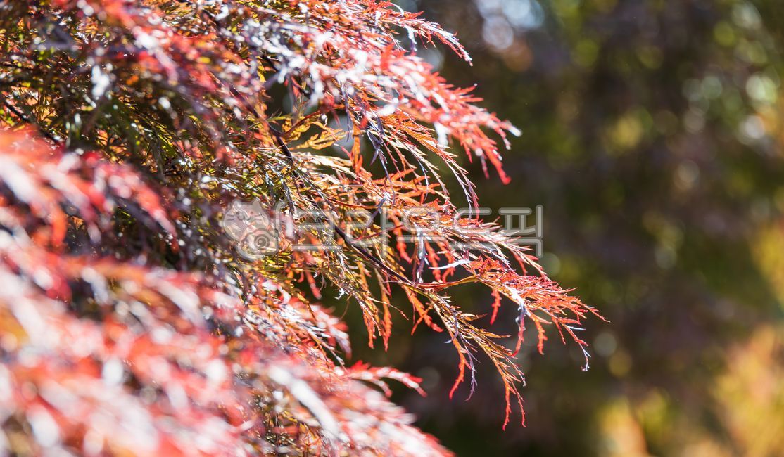 sunshine,crimsonqueen,spring,red,Maple leaf,Maple tree,gardentree,Maple,japanesemaple,acerpalmatum,garden tree,nature,tree,leaf,peacock maple,Red,outdoor,warm,sunlight,mapletree,three rows of maple leaves,plant