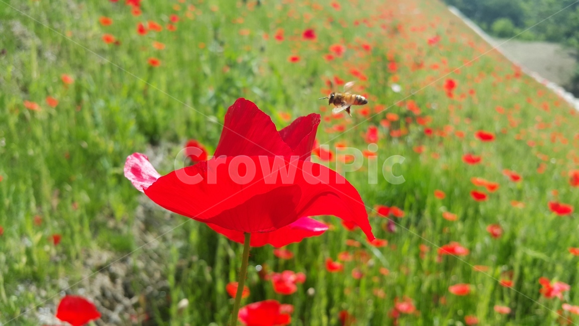 정원,곤충,꿀벌,수분,자연,화분,시즌,야생생물,꽃,꿀,식물,꽃잎,flora,garden,insect,bee,pollination,nature,pollen,season,wildlife,flower,honey,plant,petal