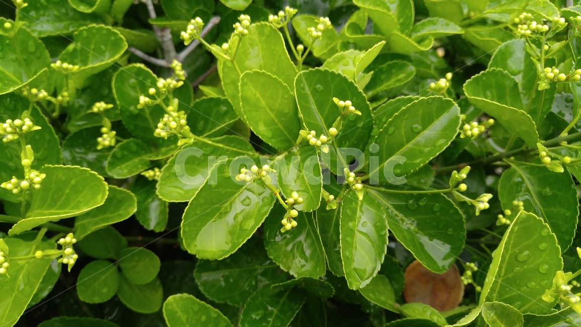 사철나무,식물,잎,연두색,녹색,비,배경,감성,계절,sagallus,plants,leaf,green,background,rain,emotional,season
