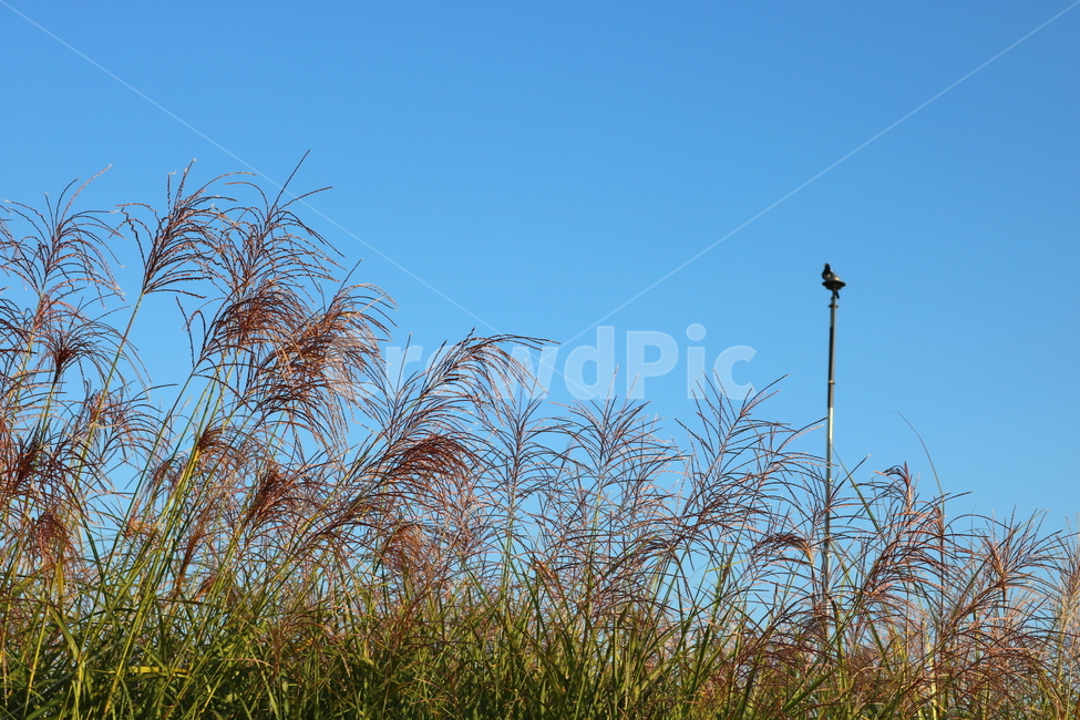 억새,억새풀,식물,자연,가을,벼과,가을,계절,fall,autumn,season,plant,grass,잔디