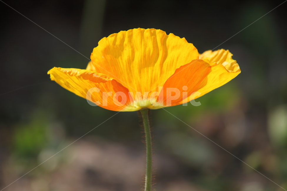 양귀비,꽃양귀비,꽃,봄,poppy
