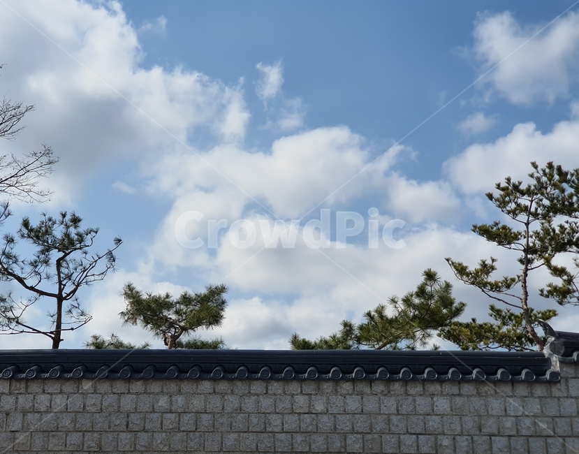 하늘,소나무,담장,자연,sky,tree,전통