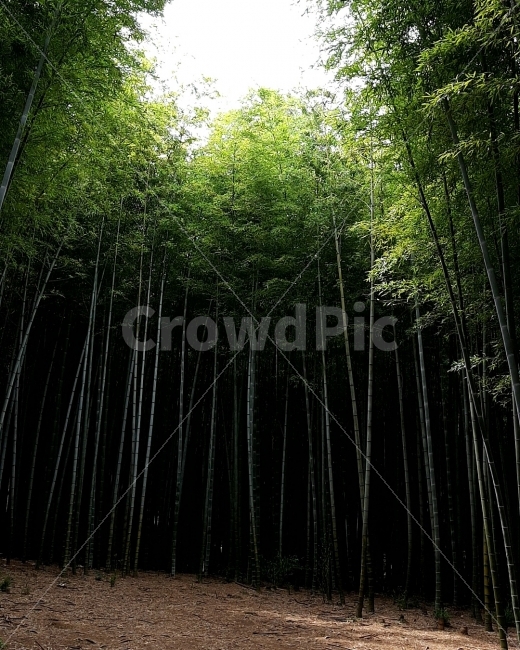 부산,아홉산숲,자연,대나무,풍경,자연,풍경,nature,landscape,식물,plants,나무,trees,wood,plant