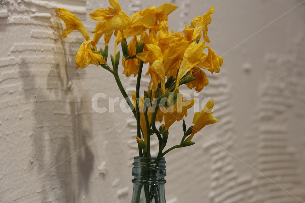 plant,식물,blossom,꽃,flower,꽃꽂이,장식