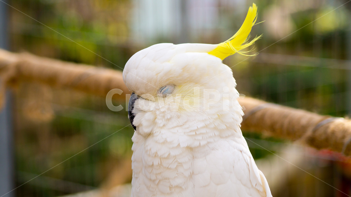 bird,새,animal,동물,새박물관,동물,animal,조류,새,birds