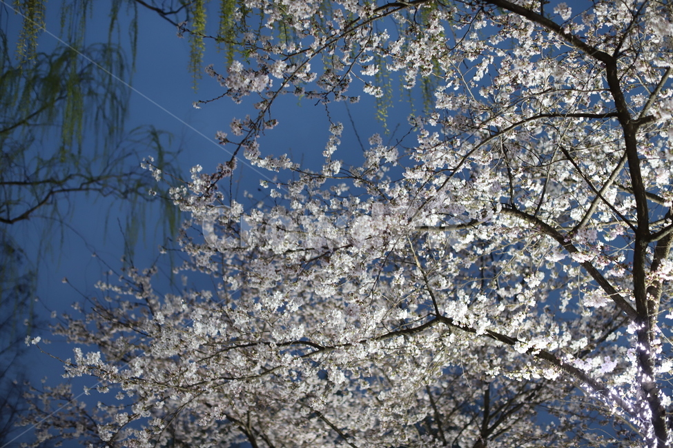 벚꽃,꽃,봄,감성,감성사진,화사함,분위기,아름다움,봄,계절,spring,season,식물,자연,plants,nature,꽃,flower,plant,blossom