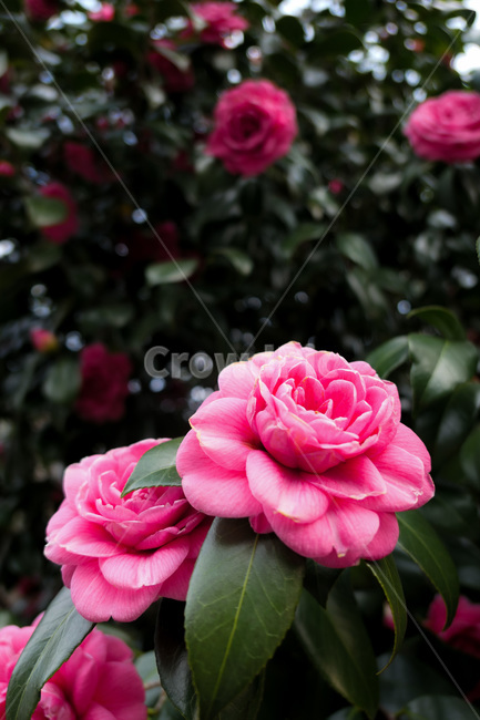 blossom,꽃,flower,봄,식물