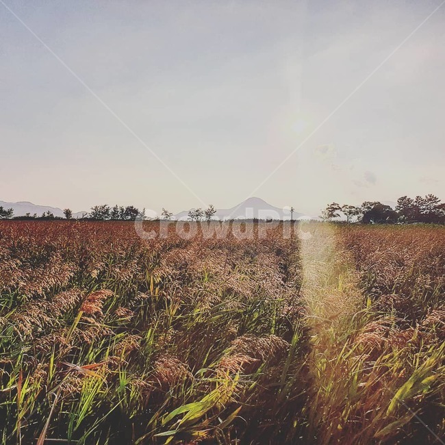갈대,field,들,nature,자연,grassland,목초지,outdoors,옥외,가을,계절,fall,autumn,season