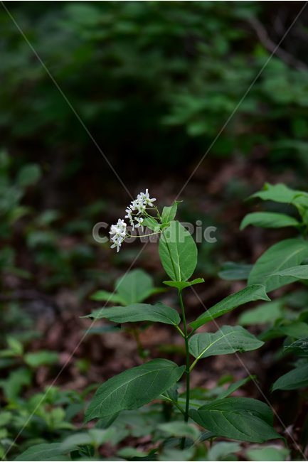 민백미꽃,야생화,꽃,식물,자연,생태,플라워,flower,plants,nature,식물,자연,plants,nature,꽃,flower