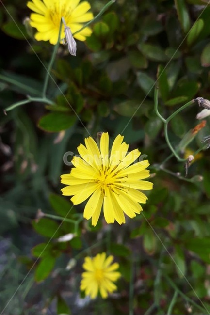 꽃,노랑색,자연,식물,작은꽃,봄,spring,flower,yellow,식물,자연,plants,nature,꽃,flower