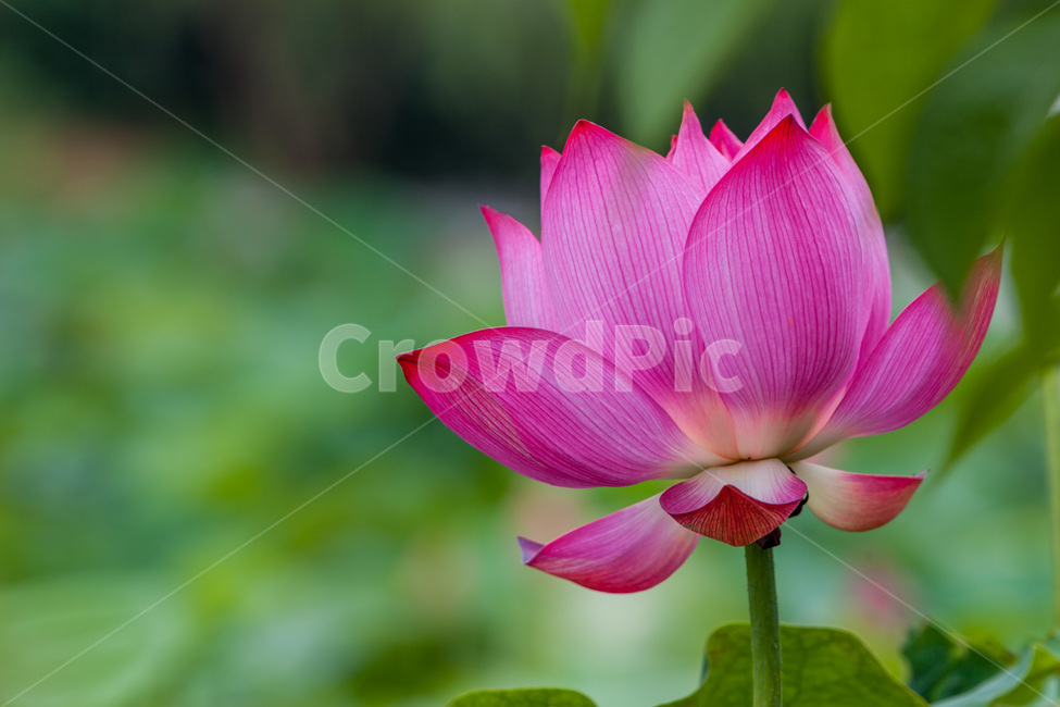 연꽃,고결,문양,문늬,자연,식물,자연,plants,nature,꽃,flower